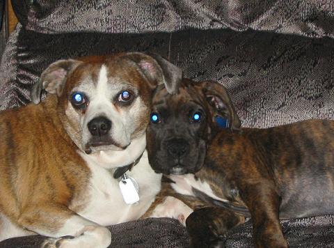 Pals!