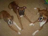 pals