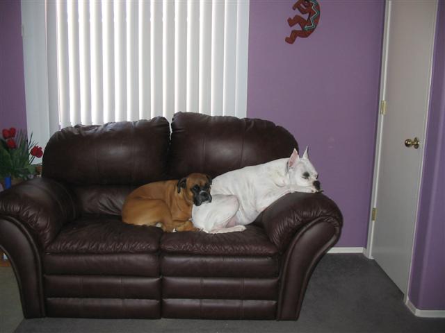 Pancho and Buster