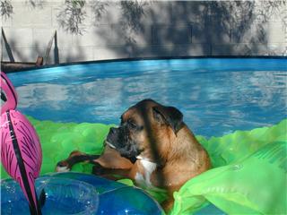 pancho in the pool