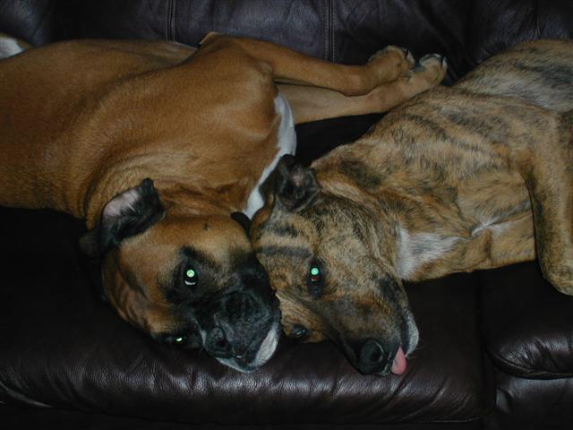 Pancho & Zoe