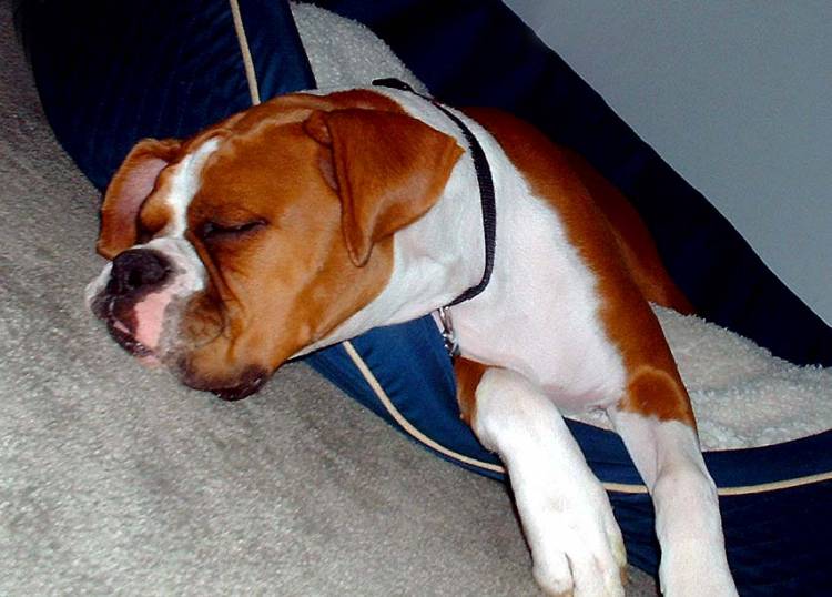 Paniro Sleeping
