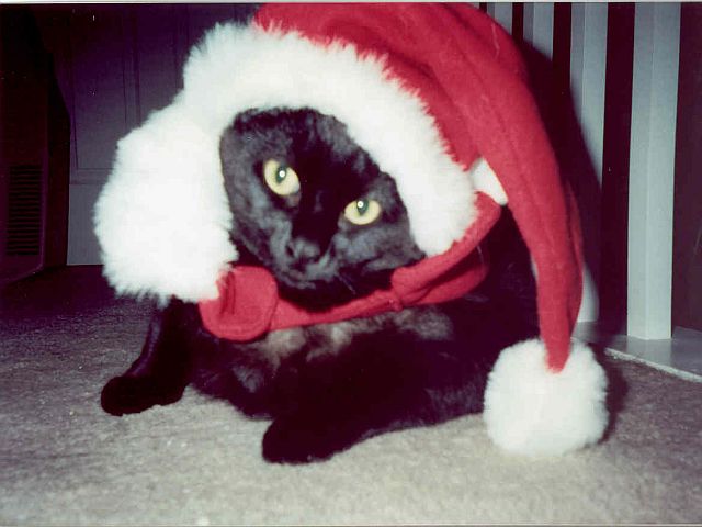 Panther as Santa Clause