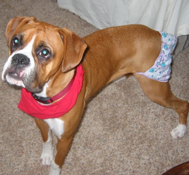 Panties