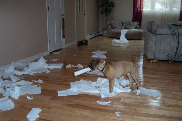 paper_towels