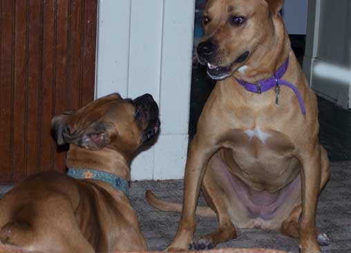 Paris and Jessie getting to know one anbother