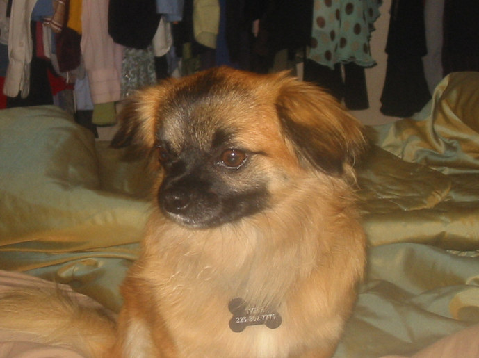 Paris' best friend Tiger (long hair chihuahua)