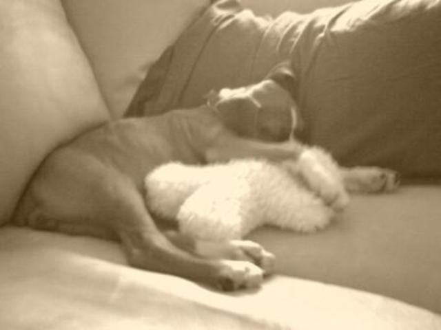 Paris cuddling with her toy!