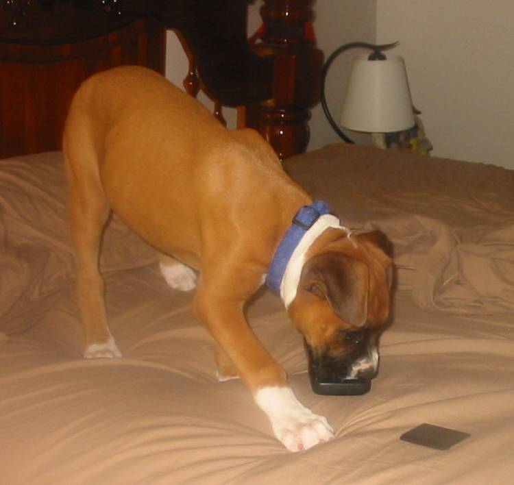 Paris eating remote
