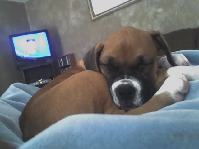 Paris sleeping on Daddy's blanket