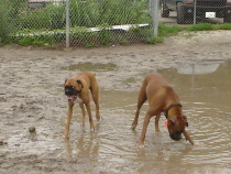 Park Puddle