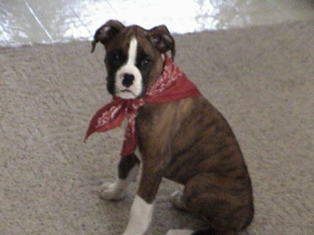 Parker & his bandana