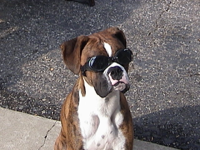 Parker sporting his Doggles