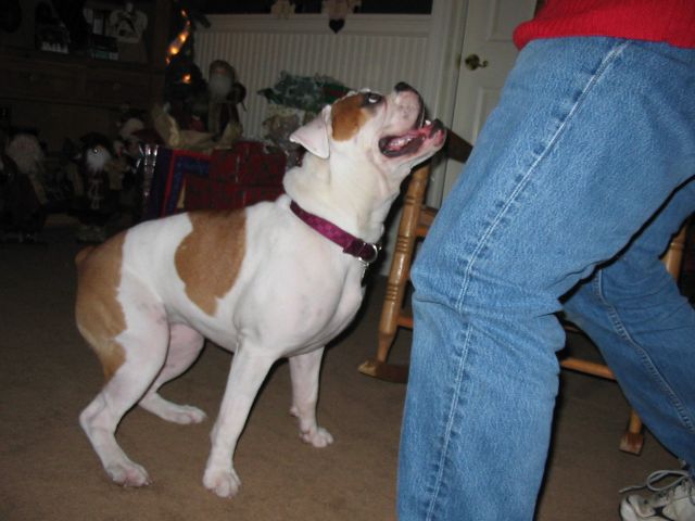 Part Bulldog Part Boxer - Sasha