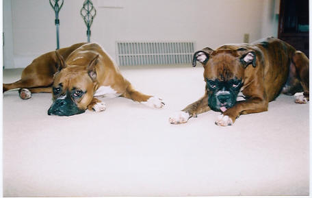 Partners in Crime