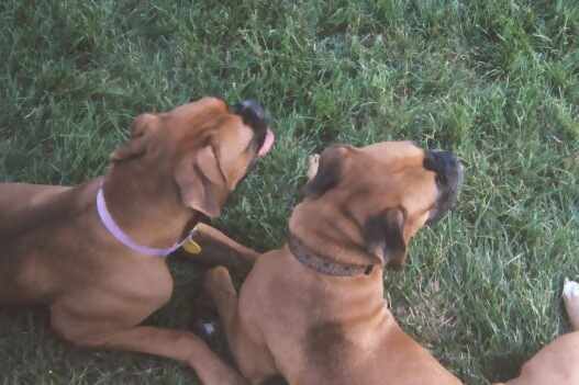 Partners in Crime