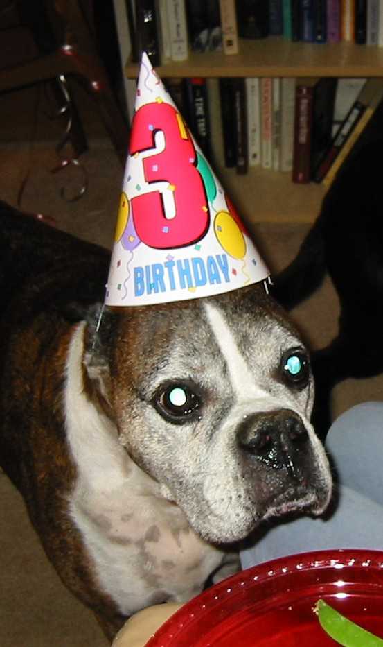 Party Animal