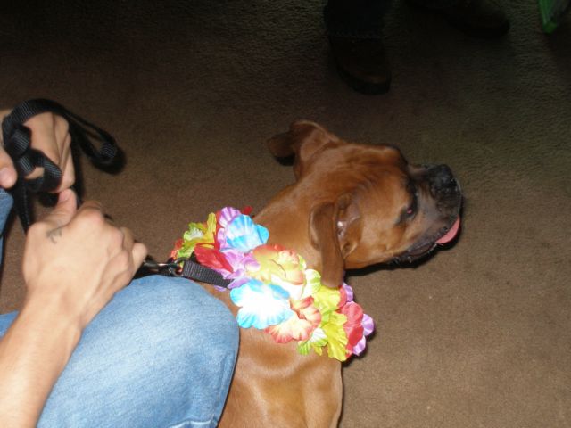 Party Animal!