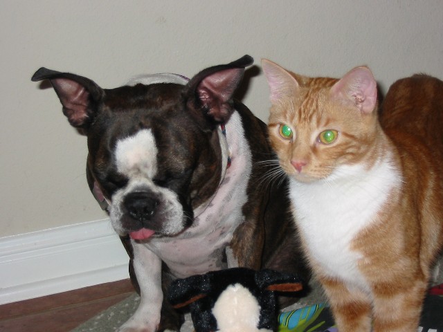 Party Animals!