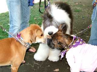 Party in the park