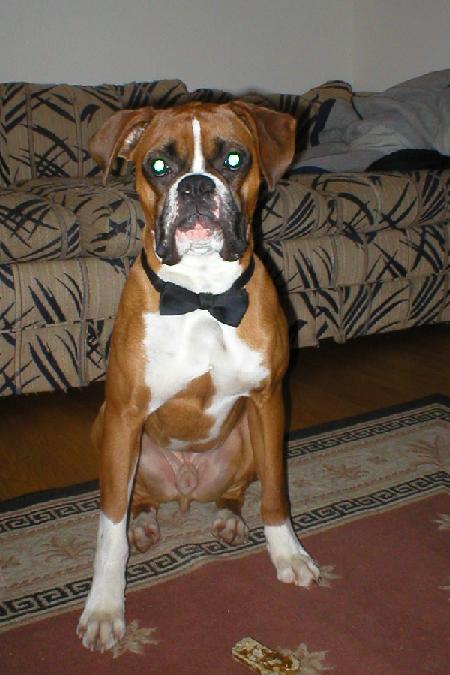 Party_Dog