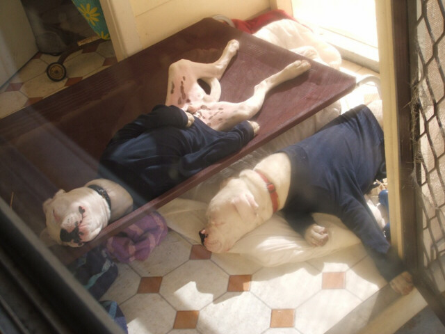 Passed out (before a walk)