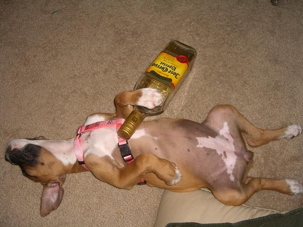 Passed out puppy