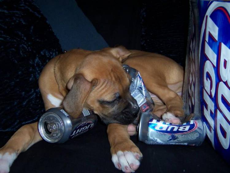 passed out