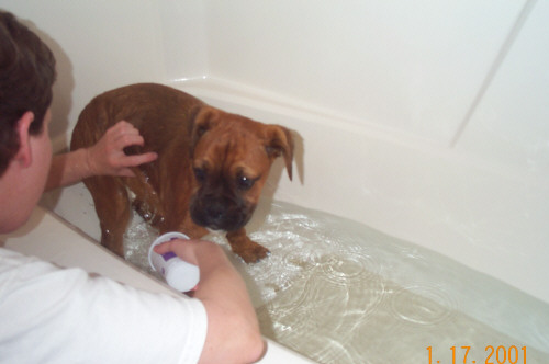 Patty gives Hoeybear first bath