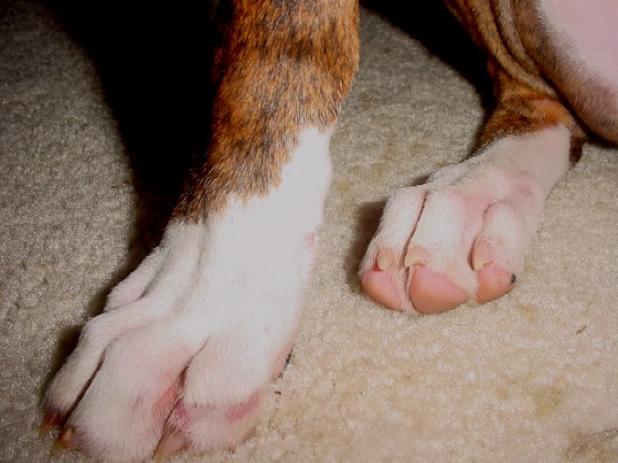 paw1