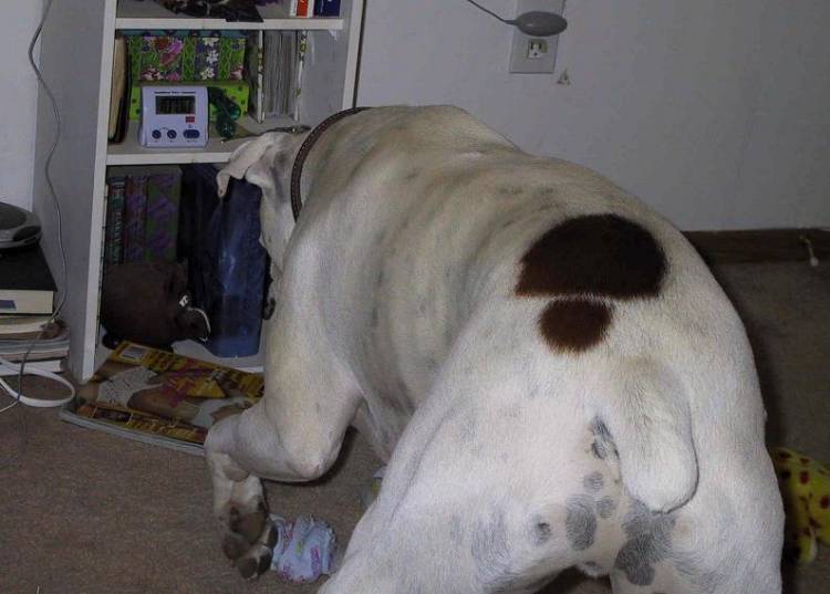 Pawing at the Piggy Bank