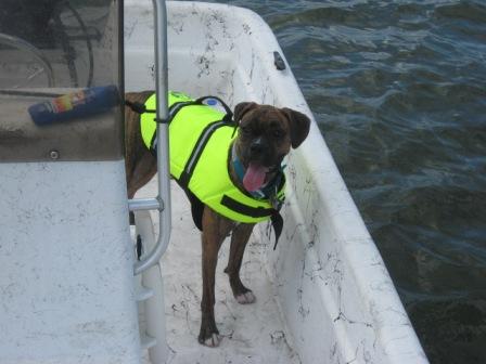 Paws Aboard!!!!