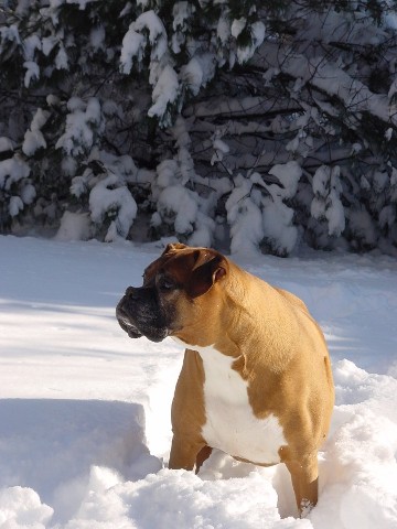 Paws in february 2006
