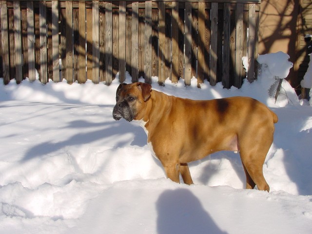 Paws in february 2006