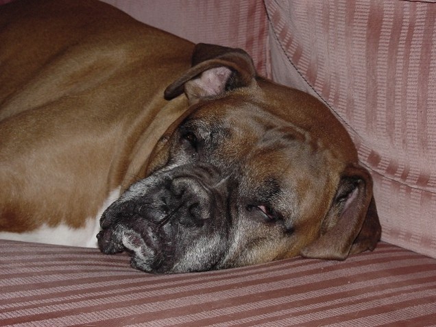 Paws in March 2006