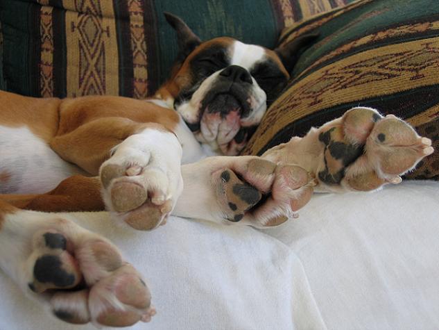 Paws-ing for a nap.