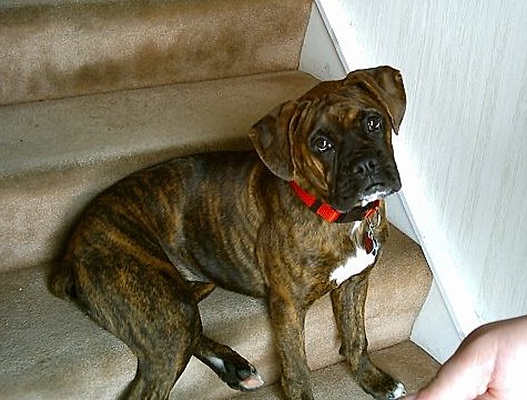 Payton- 6 months old