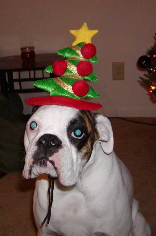 Payton and the Christmas hat!