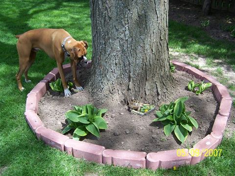 Payton keeping an eye on turtle. ;)