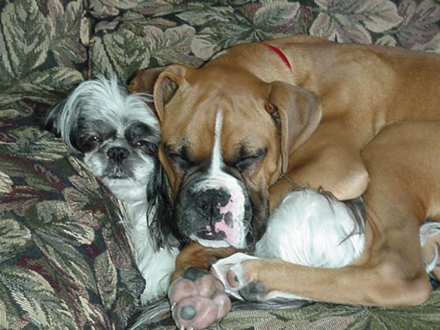 Payton N Mitzi sleeping
