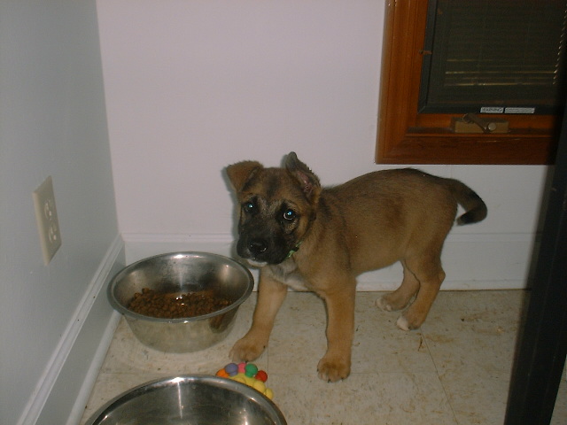 Peanunt's Puppy