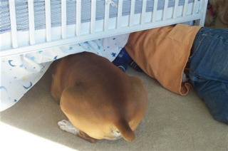 Peanut and daddy, a fort under that crib?