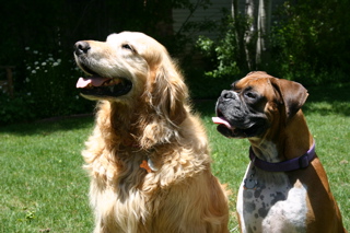 Peanut and her older "brother" Boady, summer of 2004 Aspen, CO