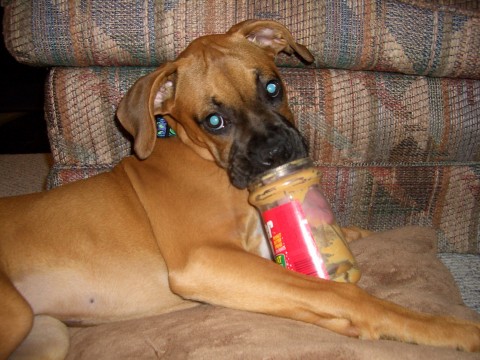 Peanut Butter Tongue