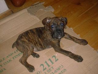 Peanut