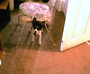 peanut