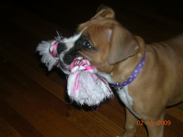 pearl_in_action