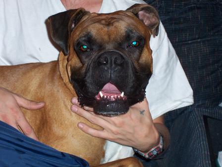 Pearly Whites