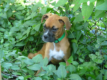 Pebbles Puppy