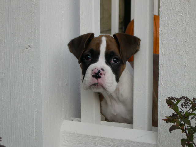 Peek a boo!